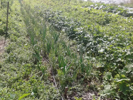 COMMENT NETTOYER LE POTAGER EN AUTOMNE ?