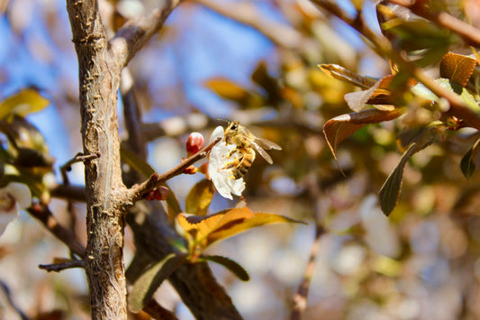 Les meilleures plantes pour attirer les insectes pollinisateurs