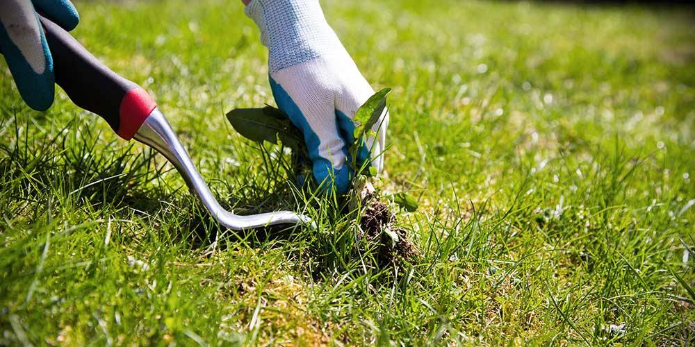 Méthodes Naturelles pour se Débarrasser des Mauvaises Herbes Communes