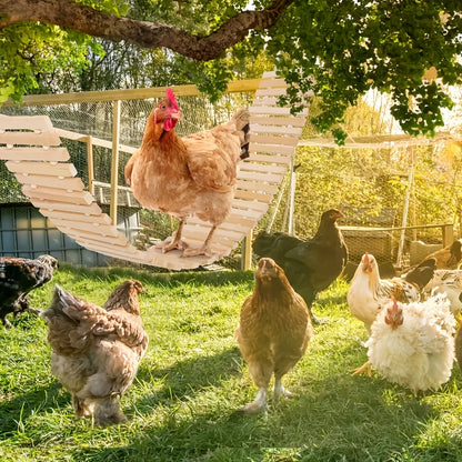 Baloiço Natural Suspenso para Frangos