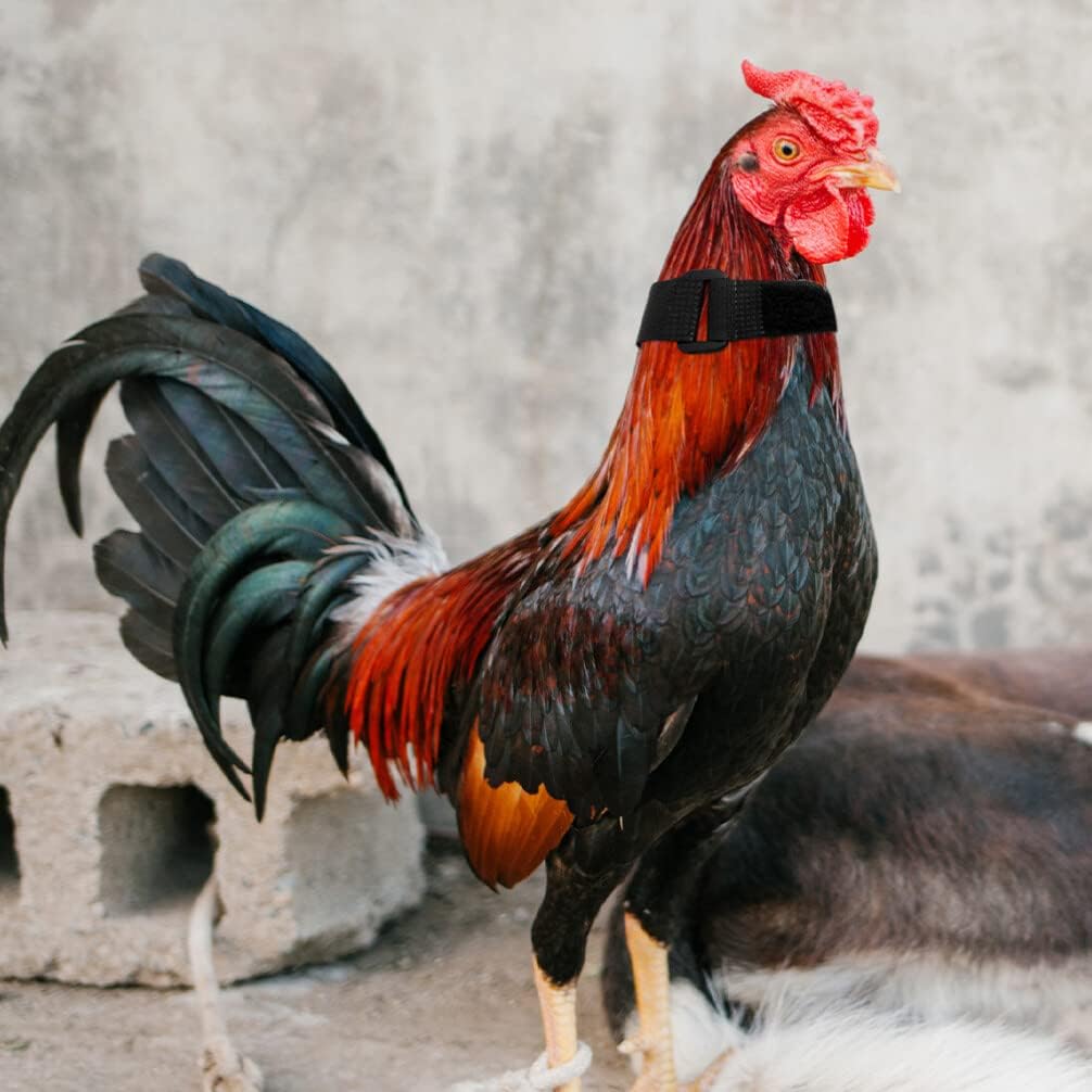 Collier Anti-Cri Réglable pour Poulets