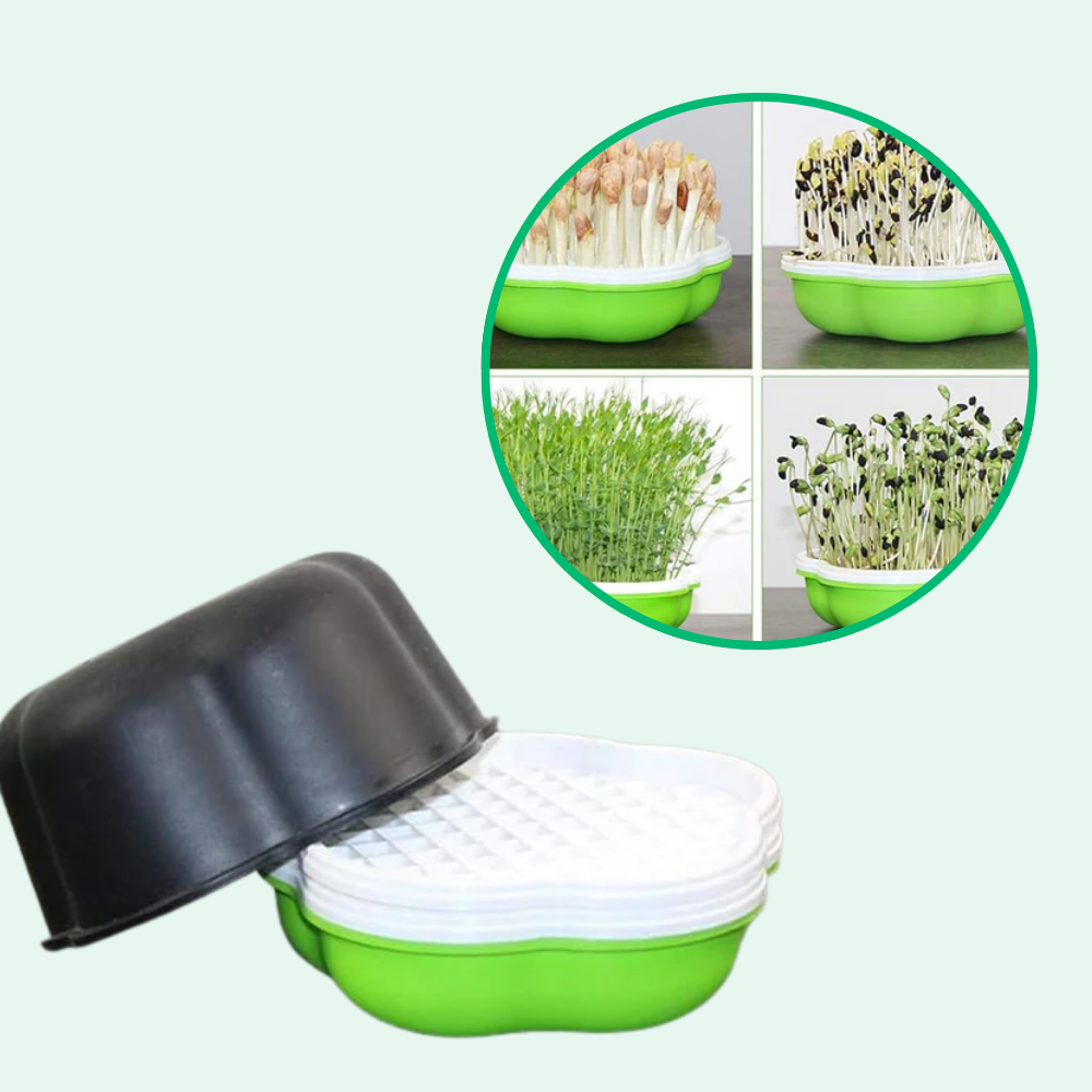 Plateau de Culture Hydroponique Maison Innovant