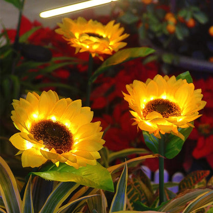 Jardioui Lumière Solaire Enchanteresse Tournesol